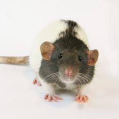 Tamrotte Yui's Tokara Habu