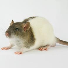 Tamrotte Chocorats Diego