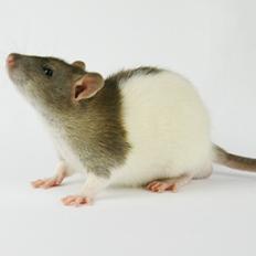 Tamrotte Chocorats Diego