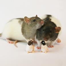 Tamrotte Chocorats Diego