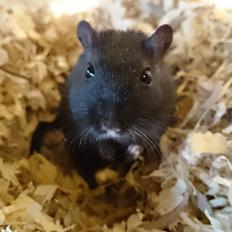 Ørkenrotte speedy  himmel rotte 