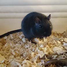 Ørkenrotte speedy  himmel rotte 