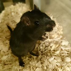 Ørkenrotte speedy  himmel rotte 