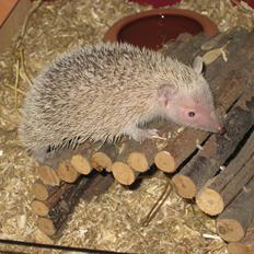 Pindsvin Pixie (lille tenrec)