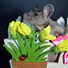 Mus Lux Cornelius [Himmelgnaver]