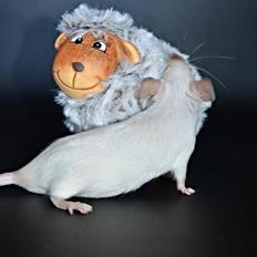 Mus Vejlmus' Ebony [Himmelgnaver]