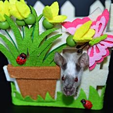 Mus Vejlmus' Ebay [Himmelgnaver]