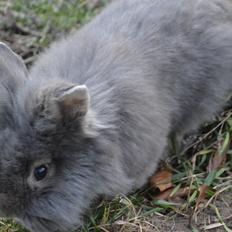 Kanin Walt Disney Pictures Stampe