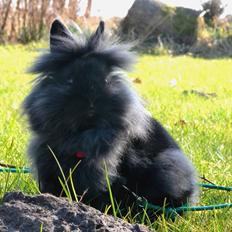 Kanin Kaninbandens BlackBerry