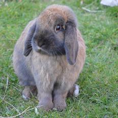 Kanin Æblegaardens Ninus