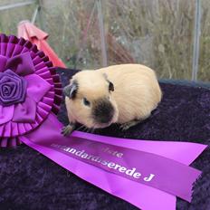 Marsvin Drömboets Bull