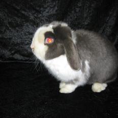 Kanin Strandhusets Beauty Fly