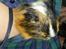 Marsvin The Minnow