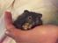 Hamster Pjuske