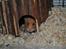 Hamster Sally