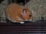 Hamster Sally