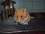 Hamster Sally