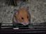 Hamster Sally