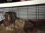 Hamster Sally
