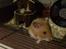 Hamster Sally