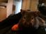 Hamster Pjuske