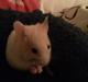 Hamster Sweetie