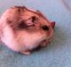 Hamster Mini