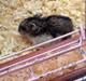 Hamster Stribei 