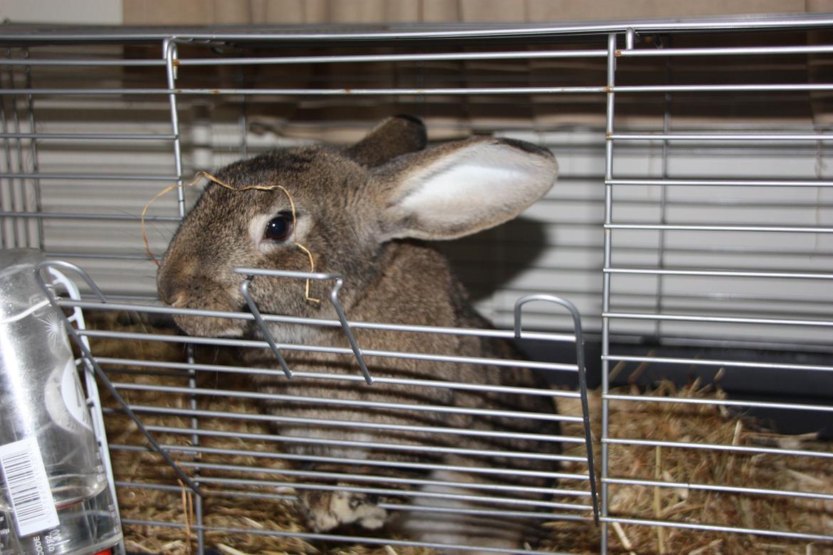 Kanin Bybjærggårdens Vanilie billede 18