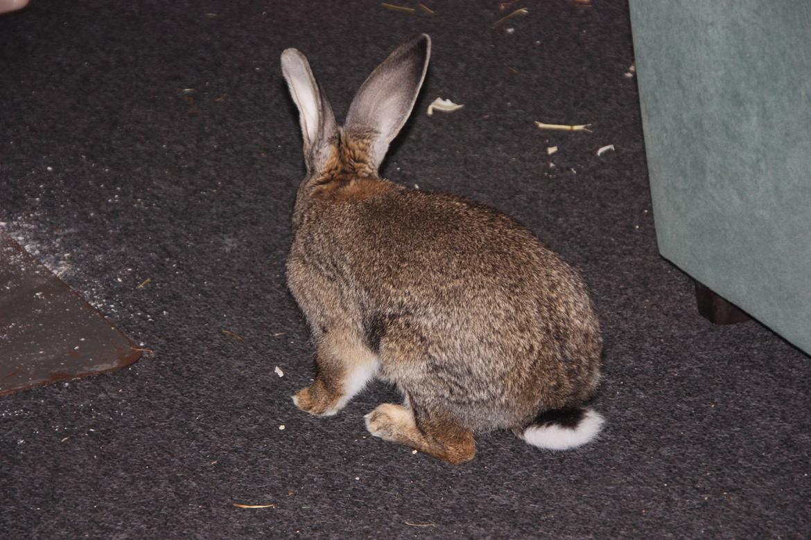 Kanin Bybjærggårdens Vanilie billede 19