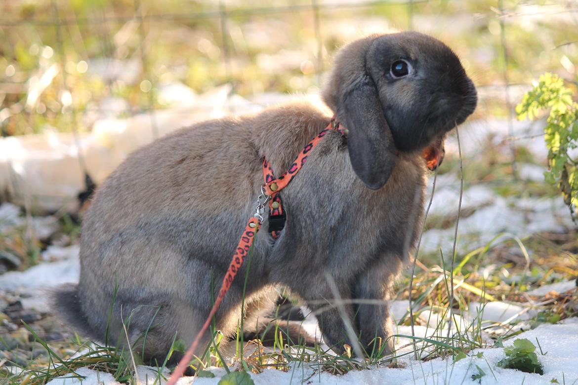 Kanin Lyngs American Eagle billede 2