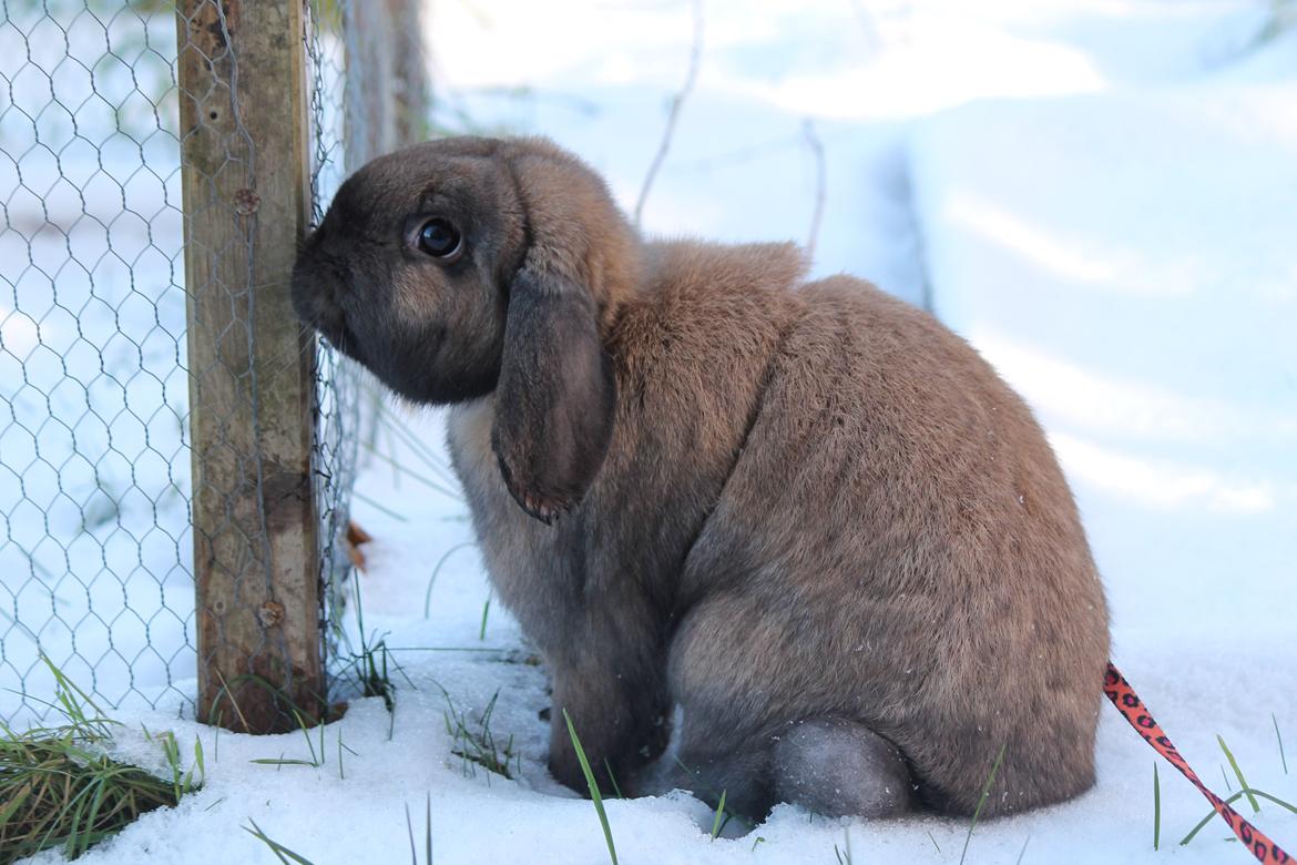 Kanin Lyngs American Eagle billede 14