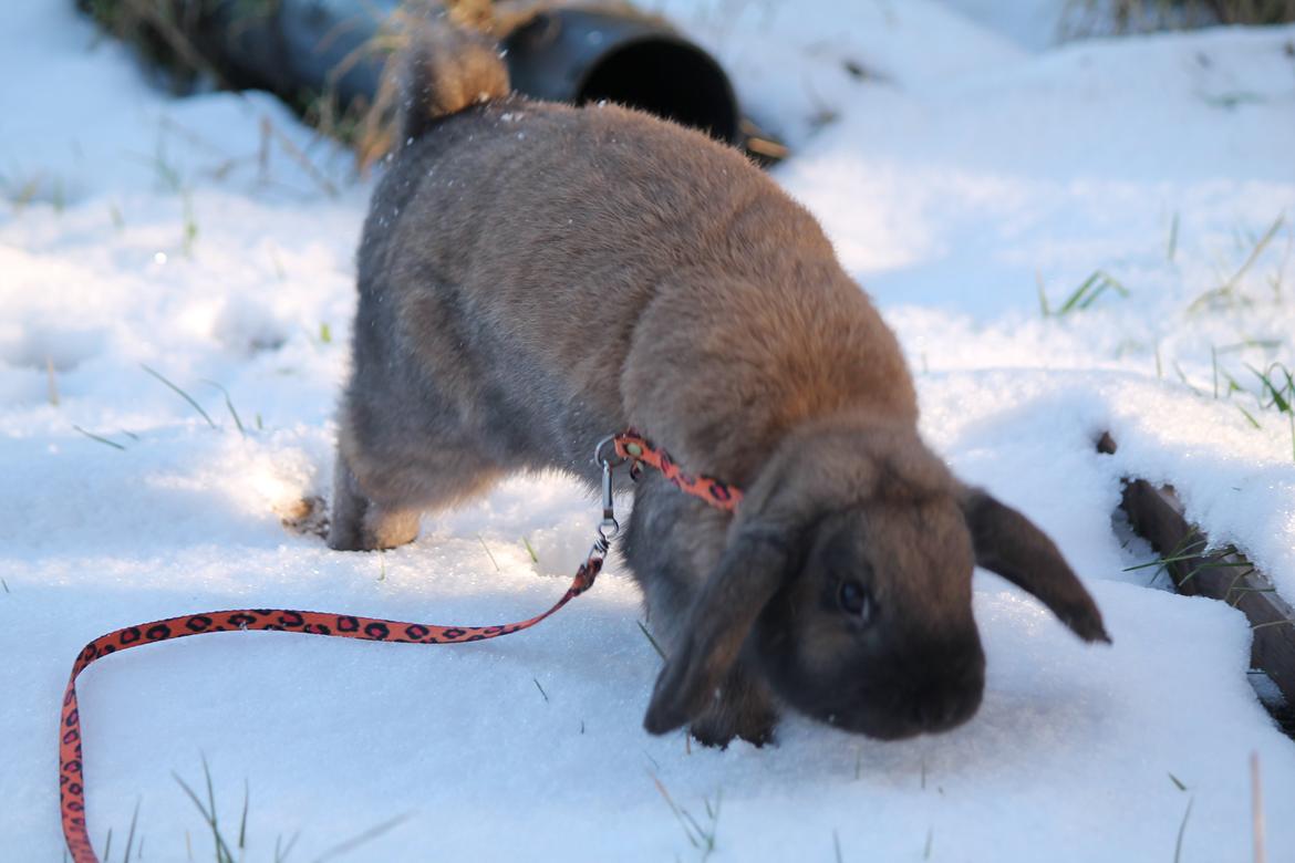 Kanin Lyngs American Eagle billede 15