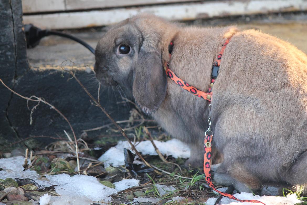 Kanin Lyngs American Eagle billede 18