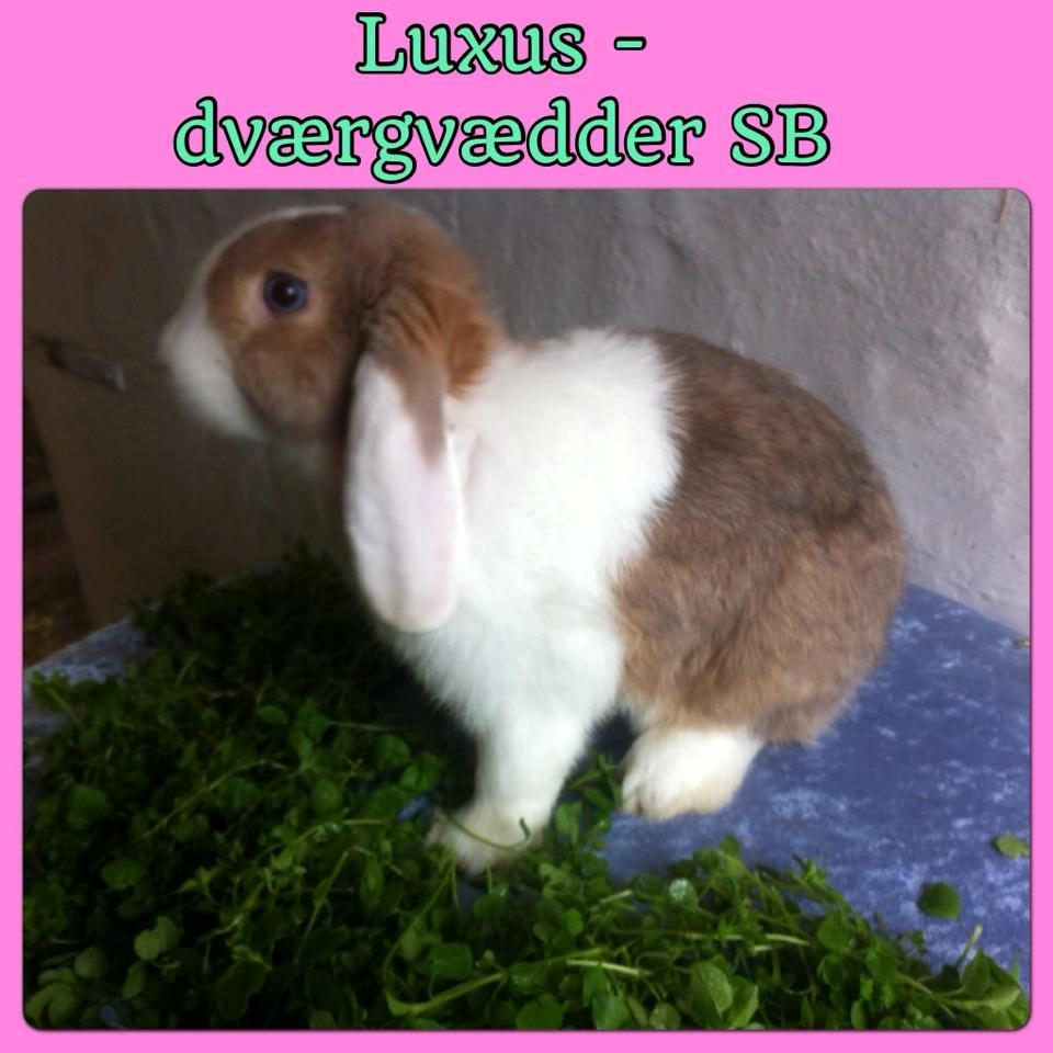 Kanin Blomsterengens Luxux billede 2