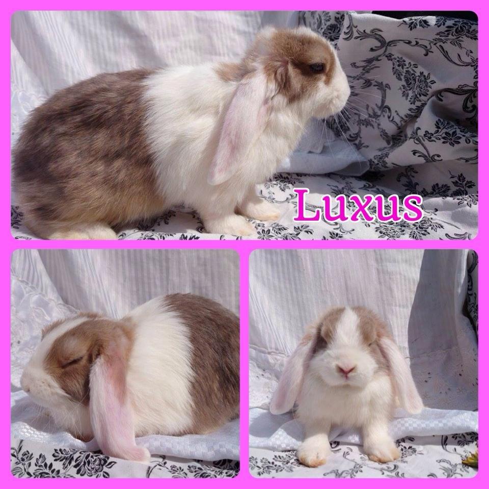 Kanin Blomsterengens Luxux billede 3