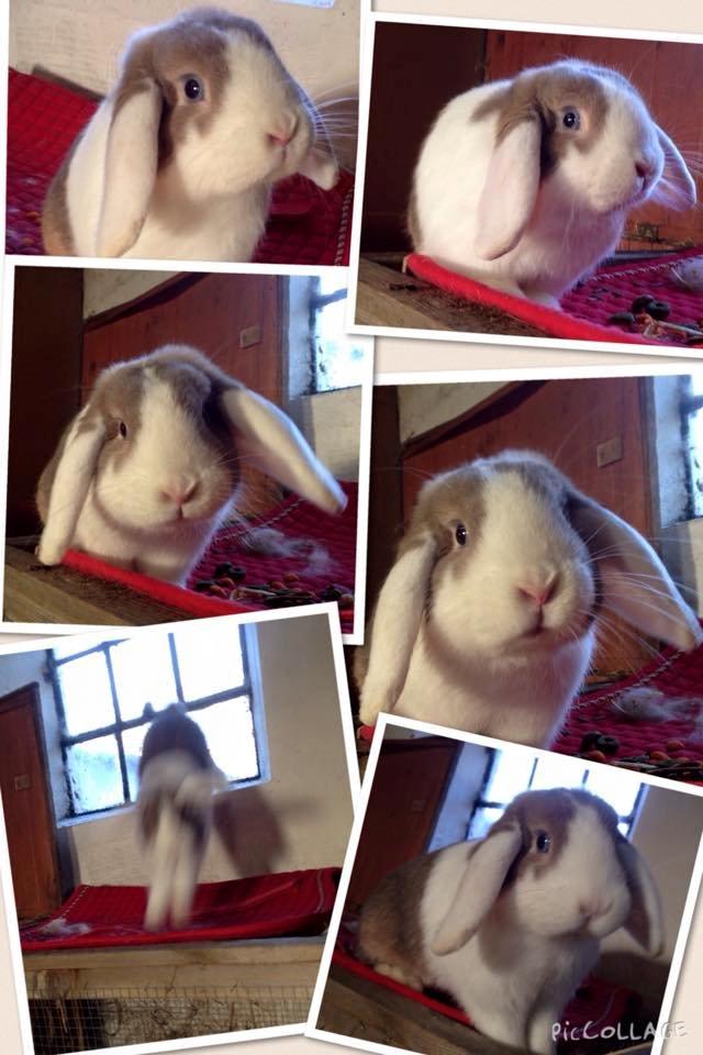 Kanin Blomsterengens Luxux billede 5