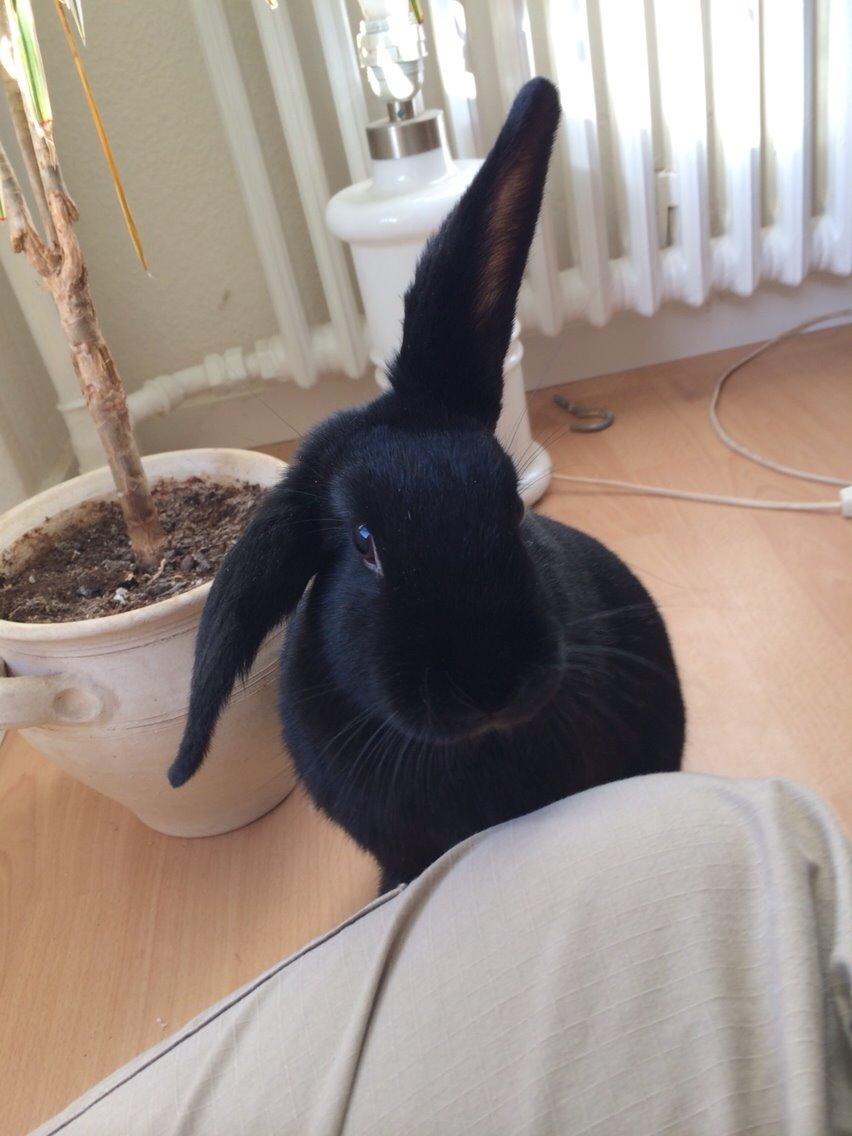 Kanin Karen / Black Beauty billede 1