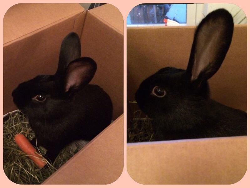 Kanin Karen / Black Beauty billede 3