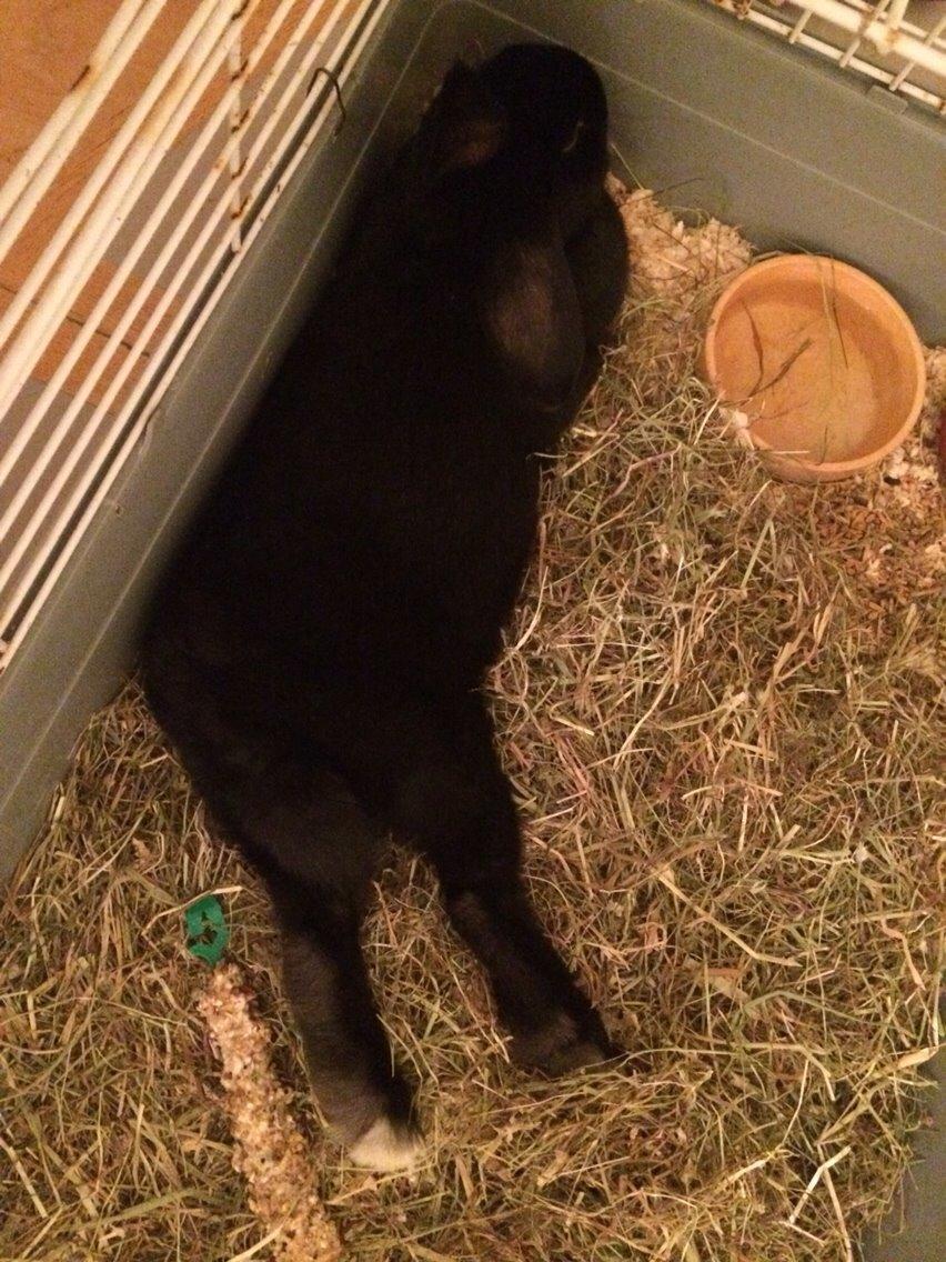 Kanin Karen / Black Beauty billede 2