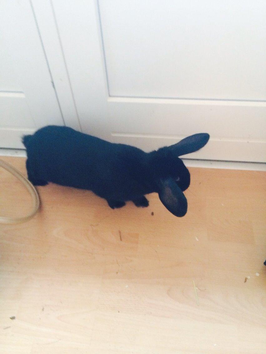 Kanin Karen / Black Beauty billede 4