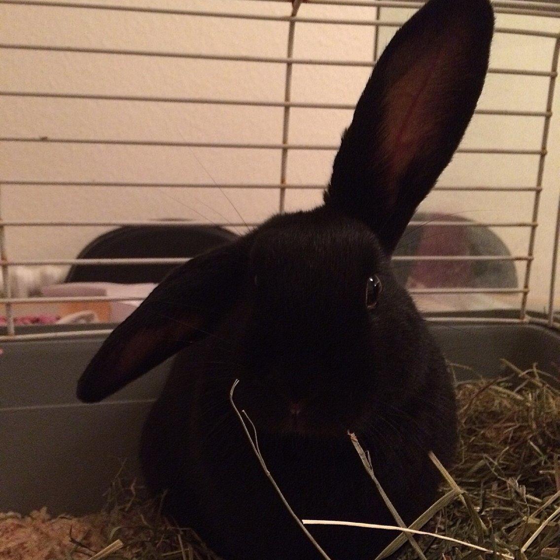 Kanin Karen / Black Beauty billede 5