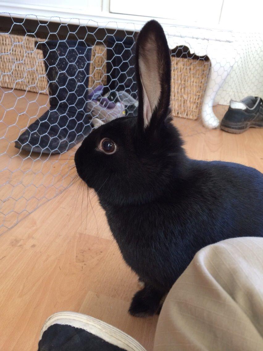 Kanin Karen / Black Beauty billede 6