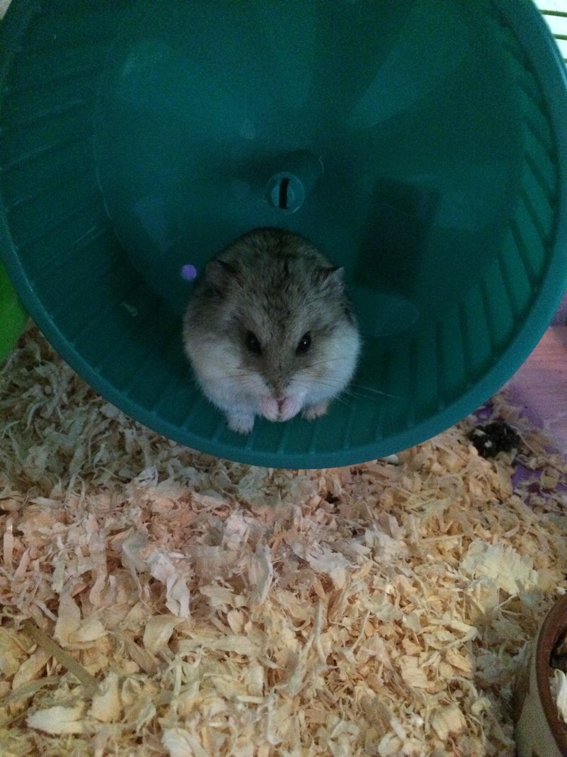 Hamster Cirkeline billede 3