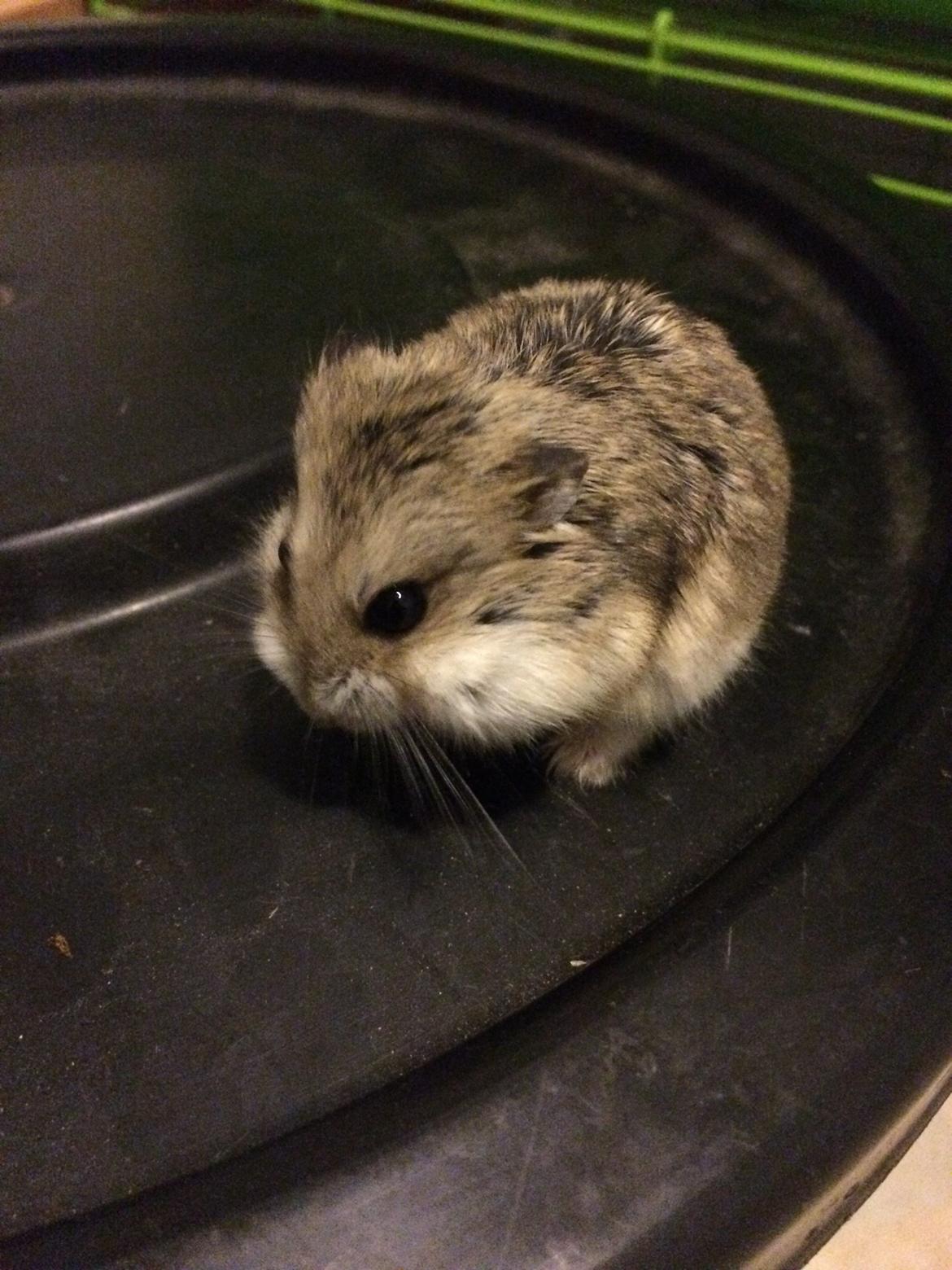 Hamster Cirkeline billede 1