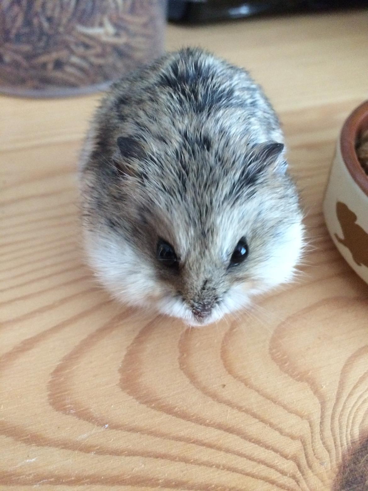Hamster Cirkeline billede 6