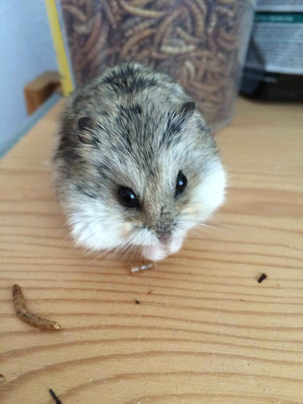 Hamster Cirkeline billede 7