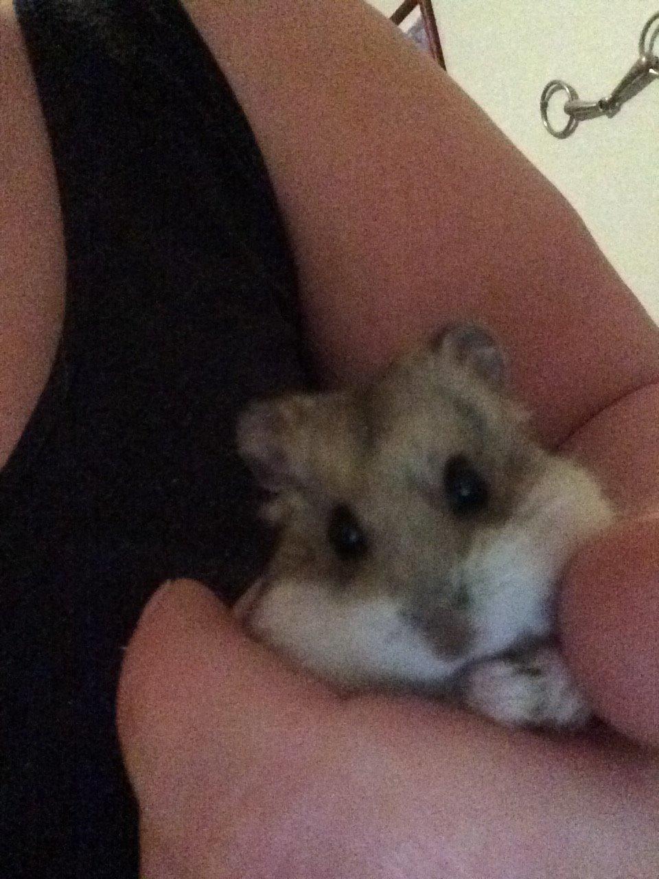 Hamster Cirkeline billede 4