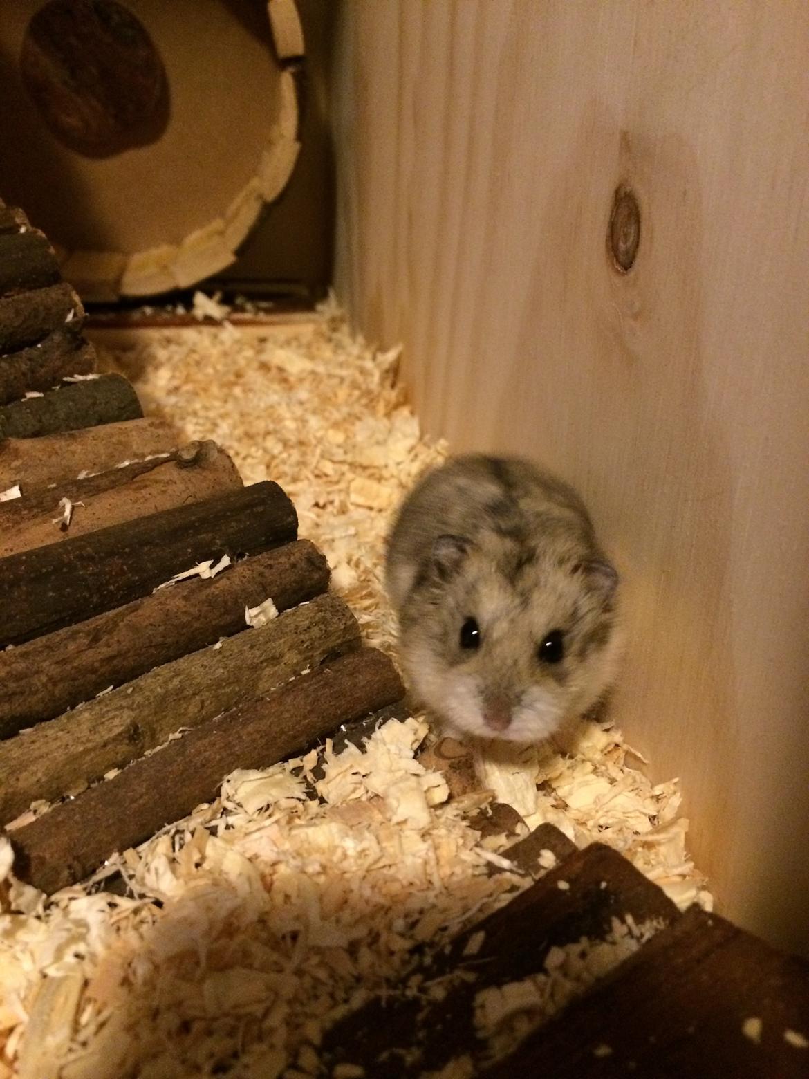 Hamster Cirkeline billede 9