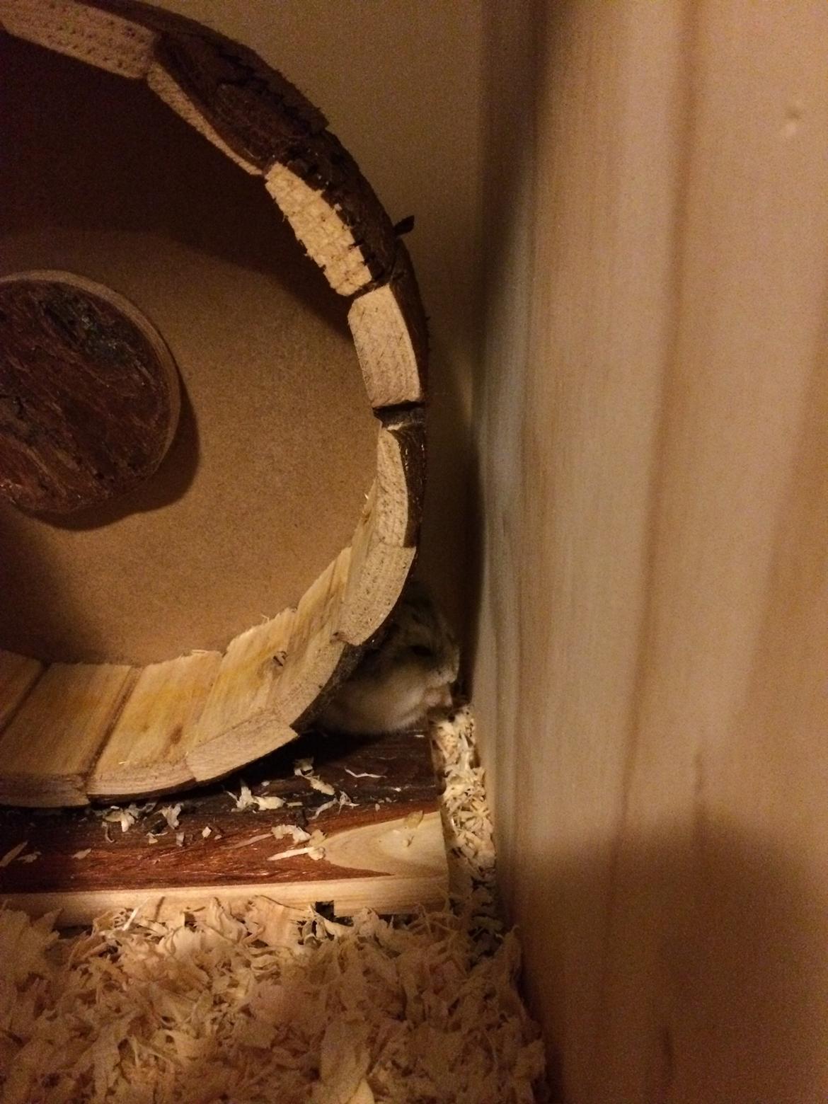 Hamster Cirkeline billede 11